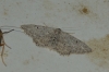 Idaea albarracina (Reisser 1934)