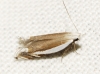 Pseudosophronia exustellus (Zeller 1847)