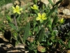 Helianthemum salicifolium (a confirmar)