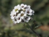 Lobularia maritima (L.) Desv.  subsp. maritima