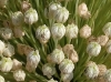 Allium ? 3/4