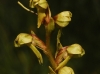 Coeloglossum viride (L.) Hartm.