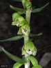 Epipactis rhodanensis Gvaudan & Robatsch