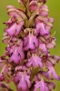 Himantoglossum robertianum (Loisel.) P.Delforge