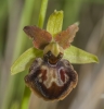 Ophrys riojana C.E.Hermos.
