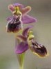 Ophrys x sancti-leonardi