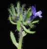 Linaria micrantha (Cav.) Hoffmanns. & Link