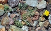 Linaria oblongifolia (Boiss.) Boiss. & Reut.