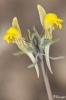 Linaria simplex Willd. ex Desf.