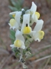 Linaria supina (L.) Chaz. subsp. maritima (Lam. & DC.) M.Lanz