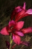 Gladiolus communis ?