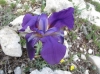 Iris lutescens Lam.