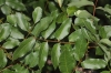 Pistacia lentiscus x Pistacia terebinthus