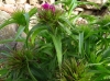Dianthus barbatus L.