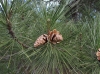 Pinus nigra J.F. Arnold