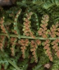 Asplenium fontanum (L.) Bernh. subsp. fontanum