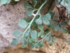 Asplenium ruta-muraria L. subsp. ruta-muraria