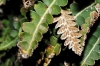 Ceterach officinarum Willd. subsp. officinarum