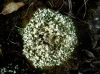 Cladonia foliacea (Hudson) Willd.