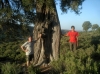Juniperus thurifera o "tarabina" en Bordn (Teruel)