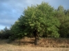 Sorbus domestica o "azarollo" en Bordn (Teruel)