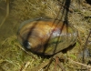 Anodonta anatina