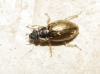 Ochthebius sp. ? 2d3, Hydraenidae
