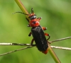 Cantharis fusca ?
