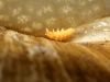 Bilobella aurantiaca