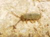 Entomobrya Castellon-Cerda