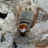 Phyllodromica gr. subaptera