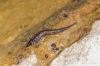 Stratiomyidae