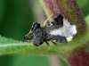 Phymata monstrosa