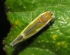 Fruticidia sp.