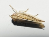 Mocydia crocea