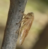 Rhytidodus sp.