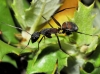 Camponotus cruentatus (Latreille, 1802)