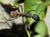 Camponotus cruentatus (Latreille, 1802)