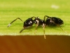 Plagiolepis sp