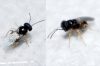 Encyrtidae (Chalcidoidea)