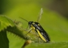 Rhogogaster (Cytisogaster) sp.