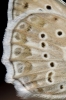 Polyommatus daphnis