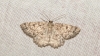 Charissa (Rhopalognophos) glaucinaria (Hbner, 1799)