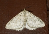 Colostygia multistrigaria (Haworth, 1809)