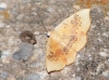 Cyclophora (Cyclophora) albiocellaria (Hbner 1789)