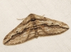 Ecleora solieraria (Rambur, 1834)