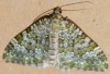 Euphyia frustata (Treitschke, 1828)
