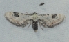 Eupithecia centaureata (Denis & Schiffermller, 1775)