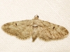 Eupithecia pauxillaria (Boisduval, 1840)