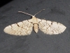 Eupithecia venosata (Fabricius, 1787)